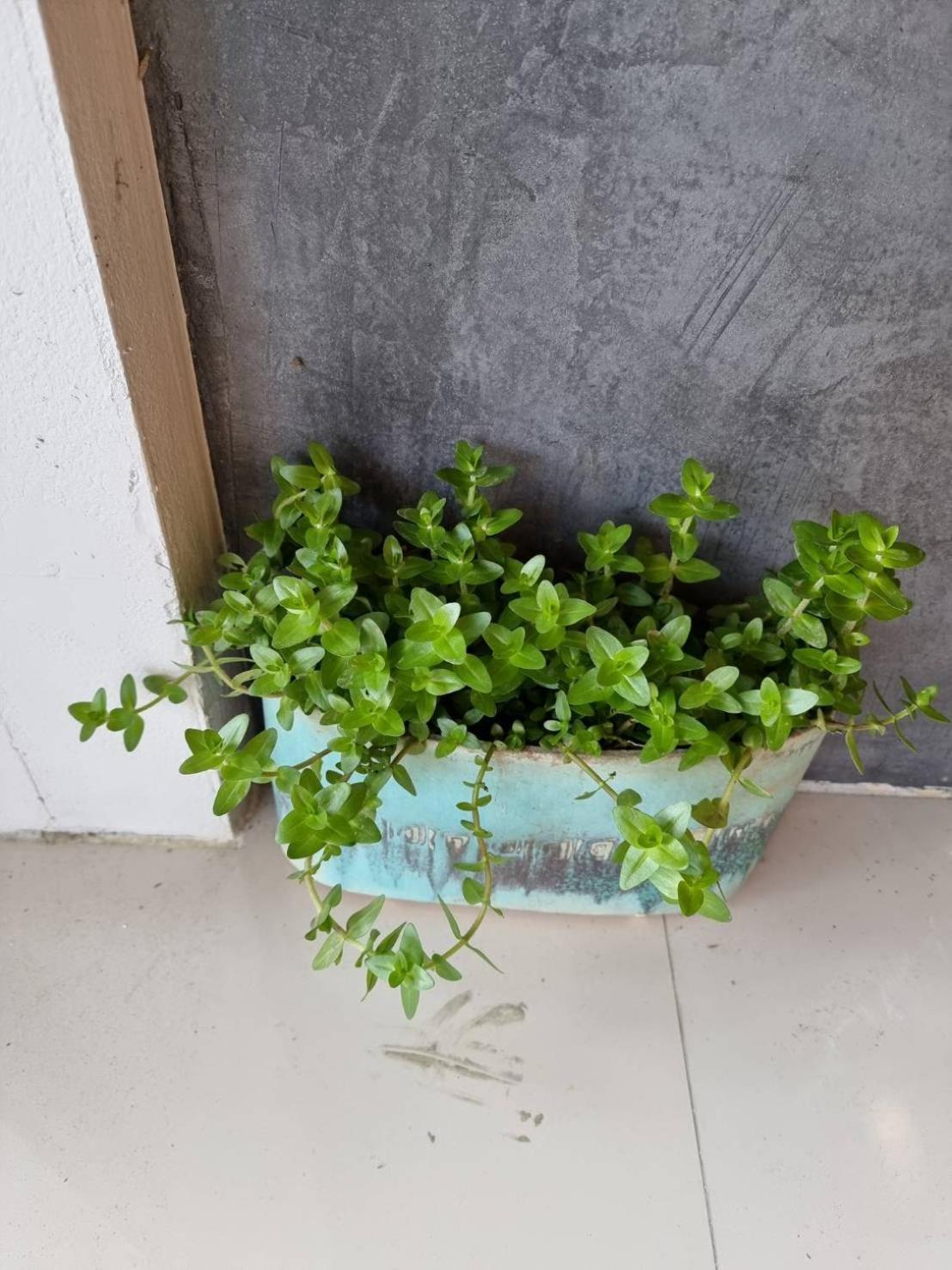 Sida Hostel Πετσαμπούρι Εξωτερικό φωτογραφία